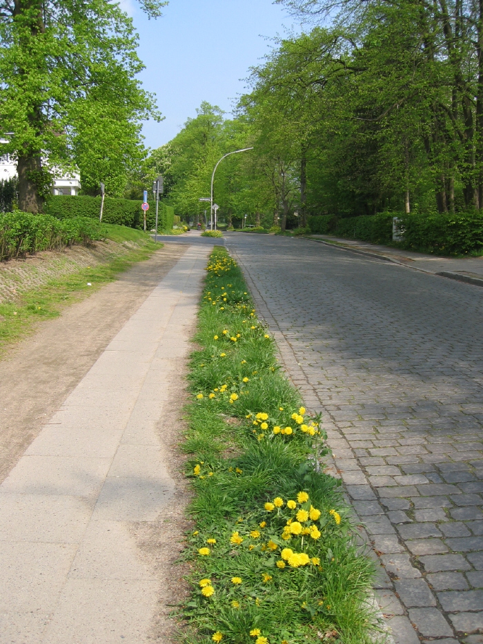Alte Dorfstraße im Frühling